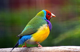 green, yellow, purple, blue and red bird photography