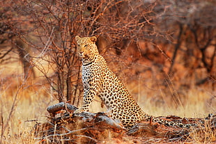 brown leopard standing on brown dried tree