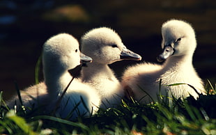 close up photo of three ducklings on grass field