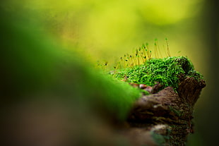 Surface,  Grass,  Moss,  Light