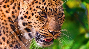 photo of brown leopard HD wallpaper
