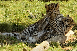 two cheetah cuddling on green grass at daytime