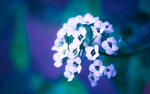 white flowers, nature HD wallpaper