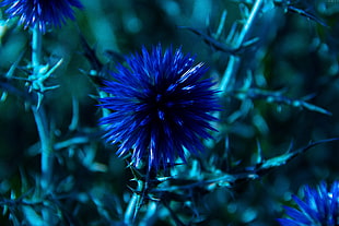closeup photo of blue petaled flower