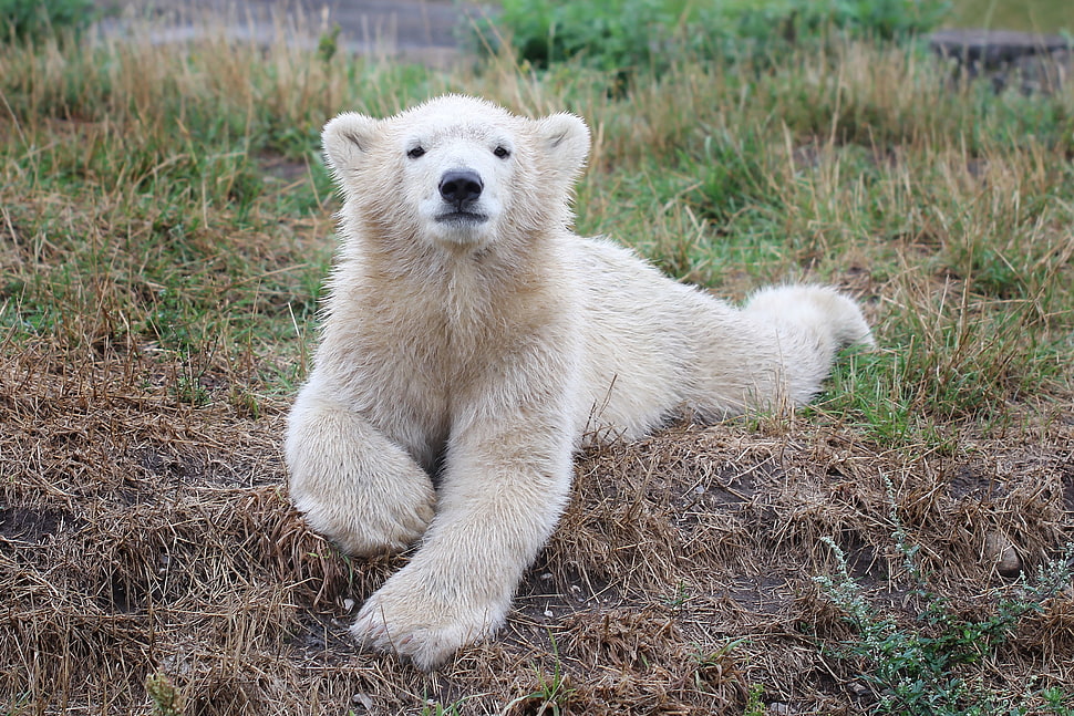 lying white Polar Bear on grass photo HD wallpaper