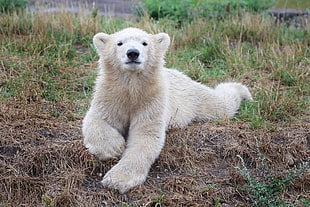 lying white Polar Bear on grass photo