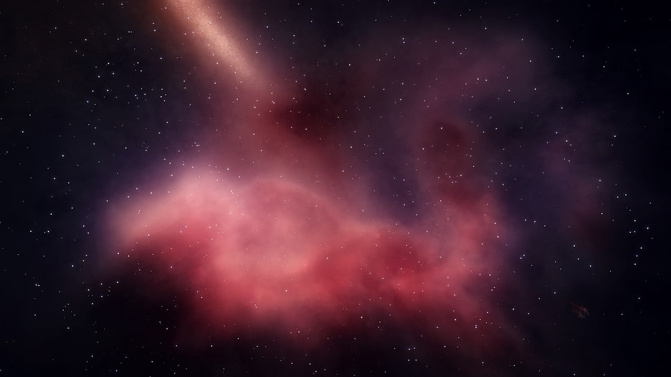 red and black cosmos photography HD wallpaper
