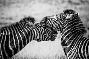 selective focus and greyscale photography of two zebras