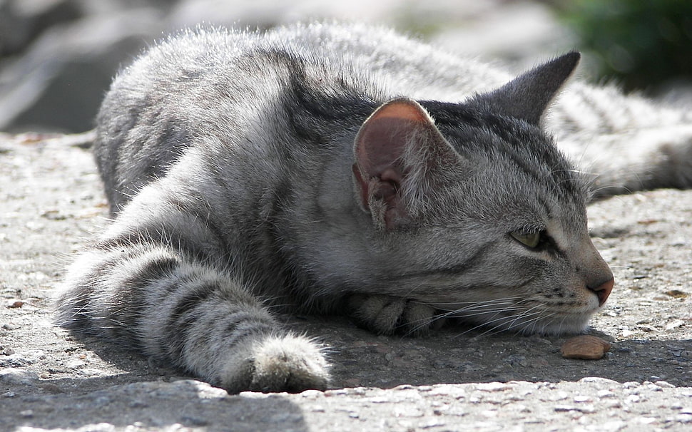 gray tabby cat HD wallpaper
