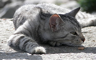 gray tabby cat HD wallpaper