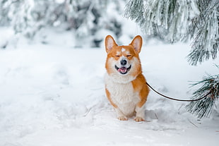 orange and white animal, snow, nature, animals, Corgi HD wallpaper