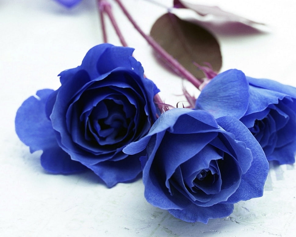 three blue Rose close-up photo HD wallpaper