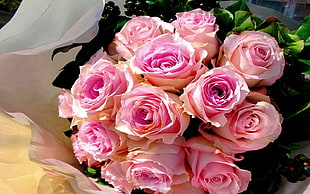 pink rose bouquet HD wallpaper