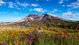 purple and red petaled flower beside mountain during daytime