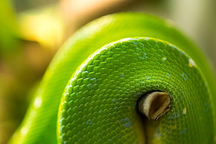 green and white plastic container, snake, animals, nature, macro HD wallpaper