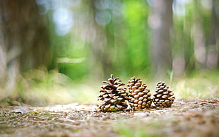 several pine cones on ground selective focus photography HD wallpaper