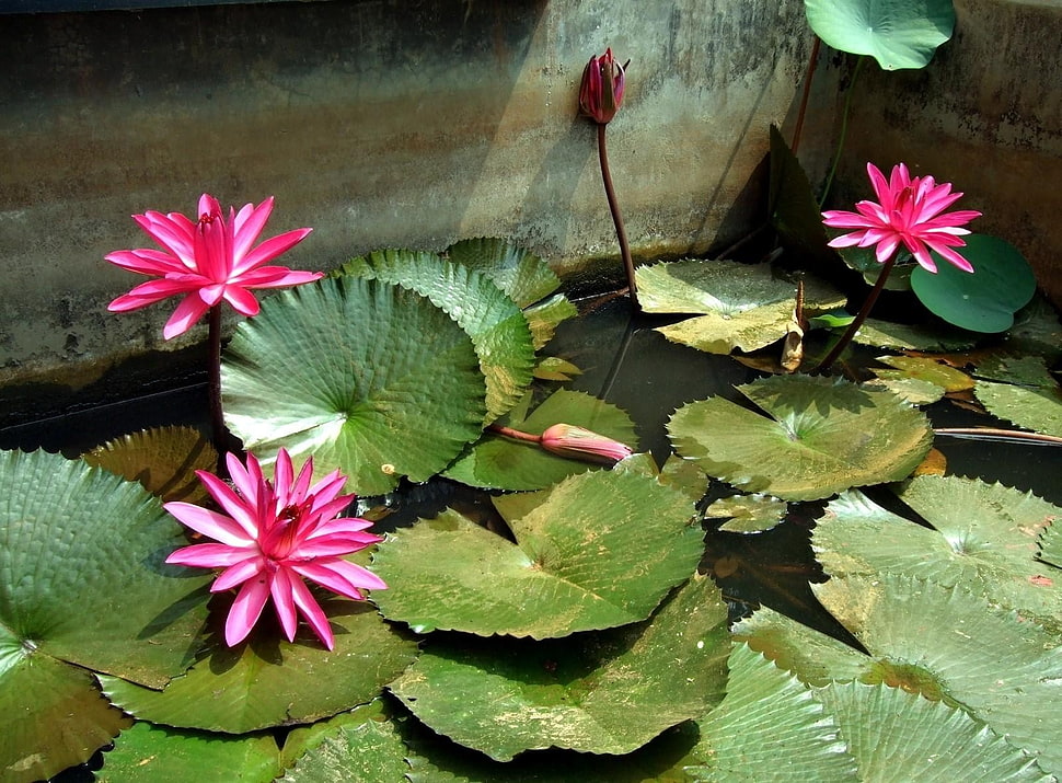 bunch of water lily pads HD wallpaper