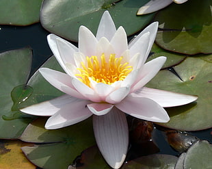 white lotus on lily pad HD wallpaper