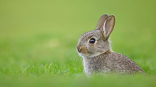 gray rabbit, nature, grass, green, rabbits HD wallpaper