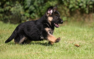 black and tan German shepherd puppy, animals, dog, puppies, German Shepherd