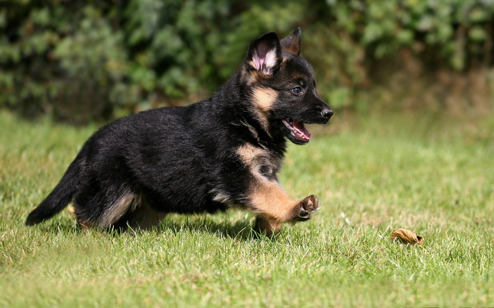 Black And Tan German Shepherd Puppy Animals Dog Puppies German