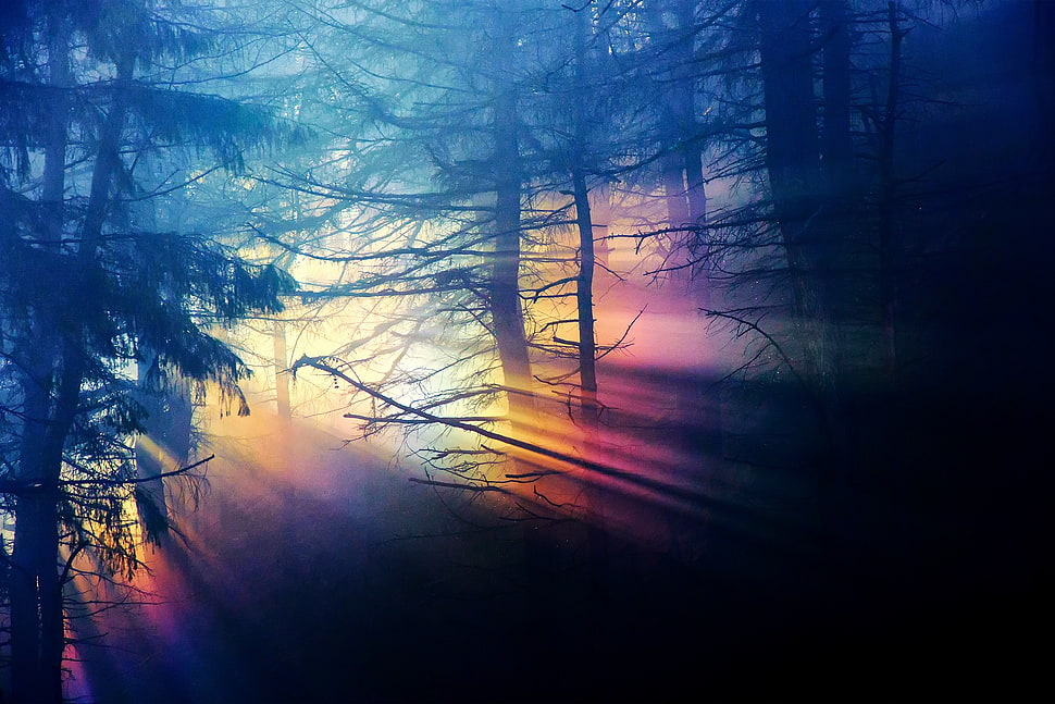 green trees, forest, shadow HD wallpaper