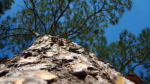 green leaves tree near grey soil during daytime