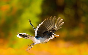 gray and black bird flying