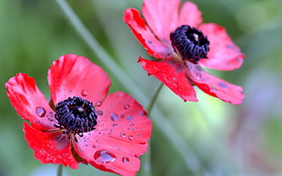 two red petaled flowers