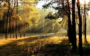 forest with sun rays HD wallpaper