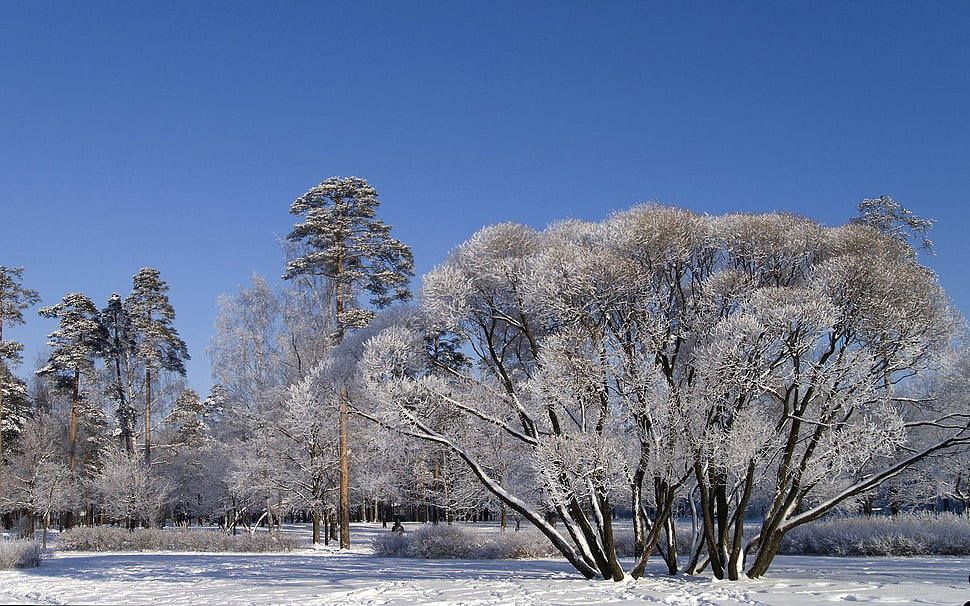 gray leaf trees in bloom HD wallpaper