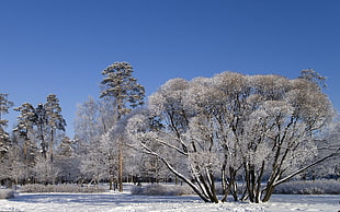 gray leaf trees in bloom