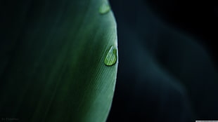closeup, leaves, macro, water drops