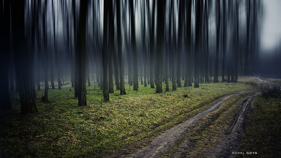 pathway between trees HD wallpaper