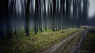 pathway between trees HD wallpaper