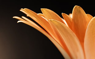 Petals,  Flower,  Form,  Light HD wallpaper