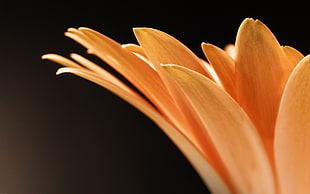 Petals,  Flower,  Form,  Light