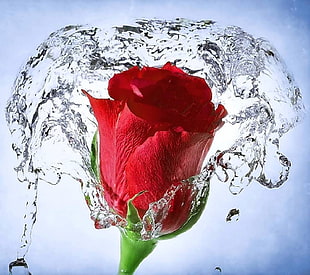 red rose, rose, red flowers, splashes, water