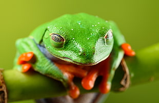 green and orange frog on green branch