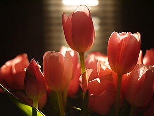 selective focus photography of pink tulips HD wallpaper