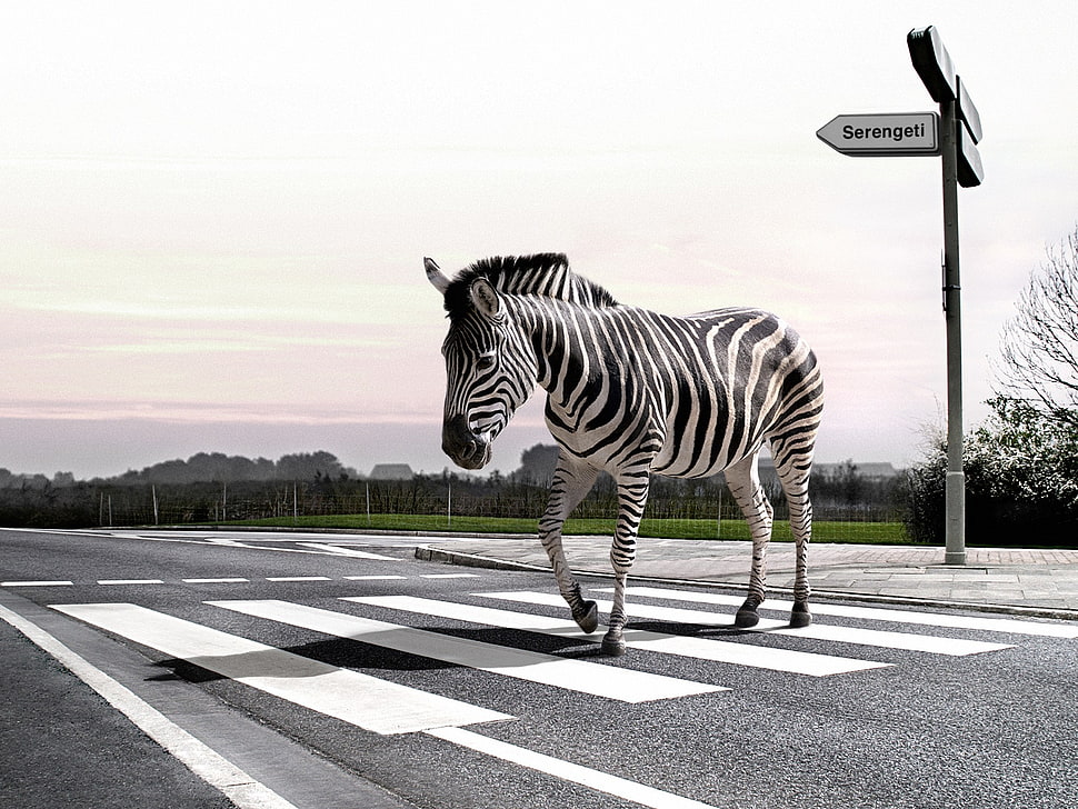 zebra animal, animals, humor, digital art, zebras HD wallpaper