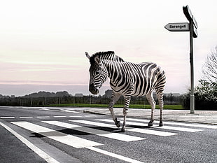 zebra animal, animals, humor, digital art, zebras