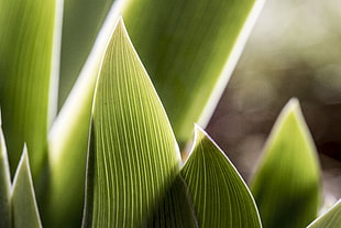 green leaf plant close up photography