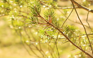 depth of field photography of tree branch