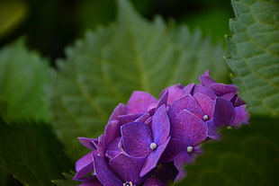 purple hydrangea flower, Hydrangea, Bush, Petals