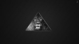 grayscale photography of Lion HD wallpaper