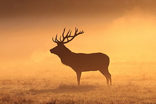 brown buck photo, deer, animals, mammals, stags HD wallpaper