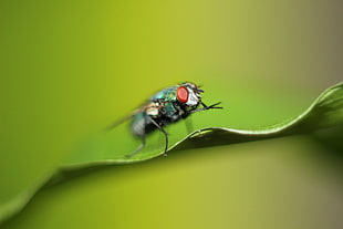 macro photography of green fly on green leaf