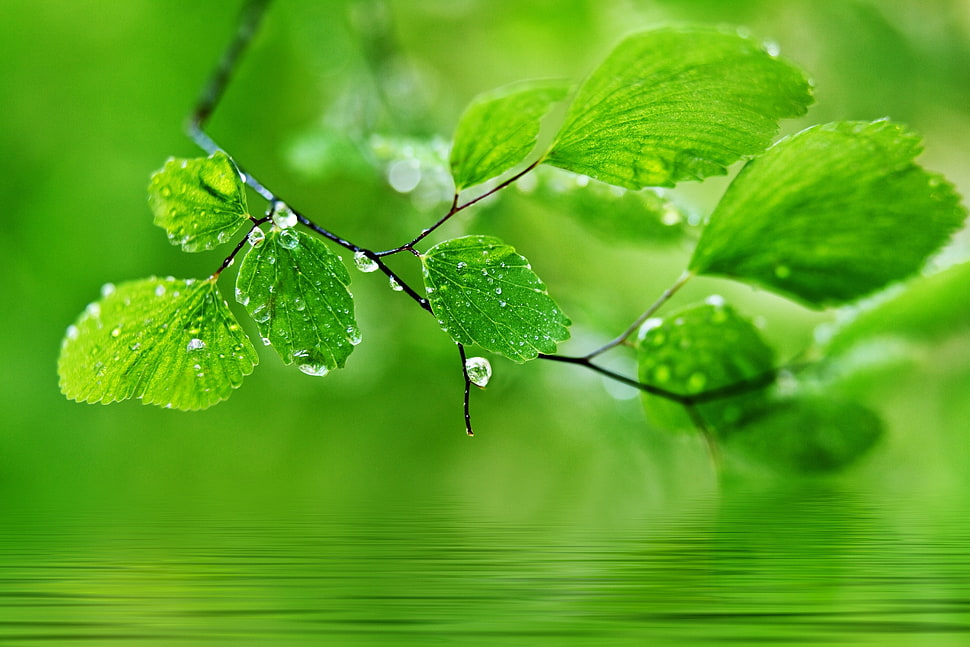 green leaves with water dew in selected focus photography HD wallpaper