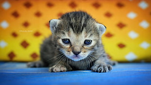 silver tabby kitten HD wallpaper